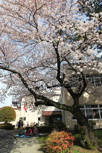 座間キャンプ桜まつり
