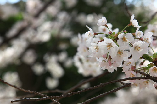 座間キャンプ桜まつり