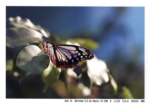 ef100mm28L_pixus_mp990