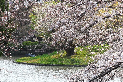 鶴岡八幡宮 Mar.28,2010