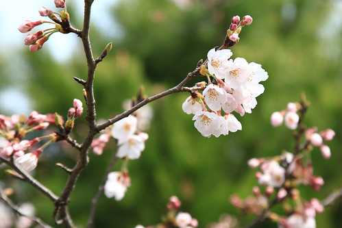 鶴岡八幡宮 Mar.28,2010