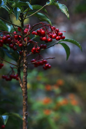 円覚寺　2010年12月4日