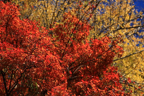 円覚寺　2010年12月4日