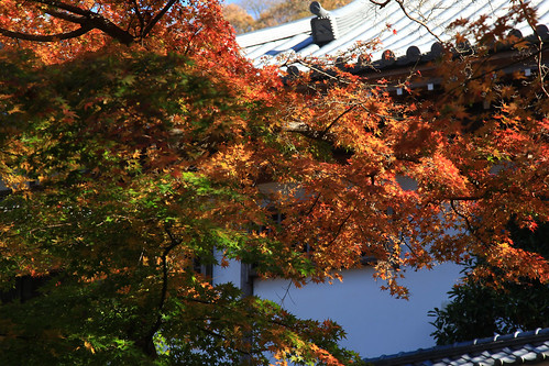 円覚寺　2010年12月4日