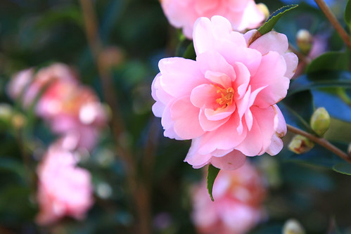 2010年12月4日　格本山覚園寺前