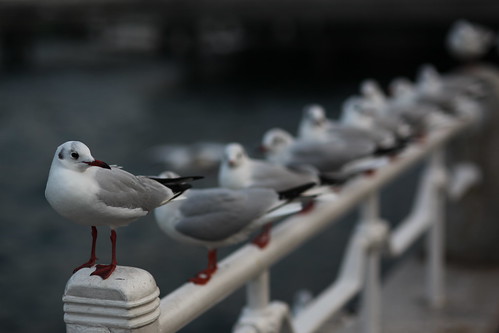 SIGMA 85mm F1.4 EX DG