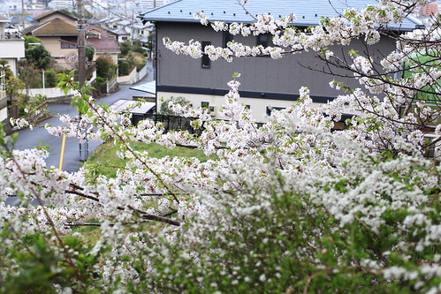 sakura 2011