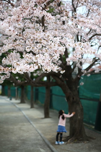 sakura 2011