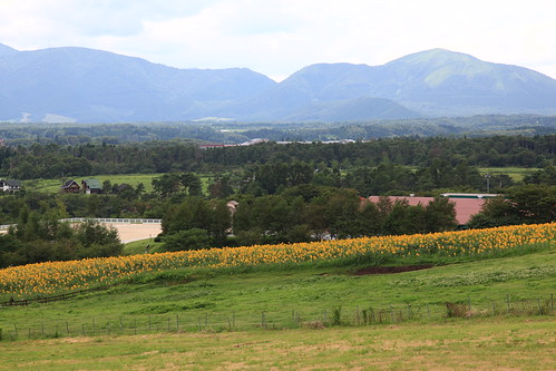 ジャージーランドのひまわり畑