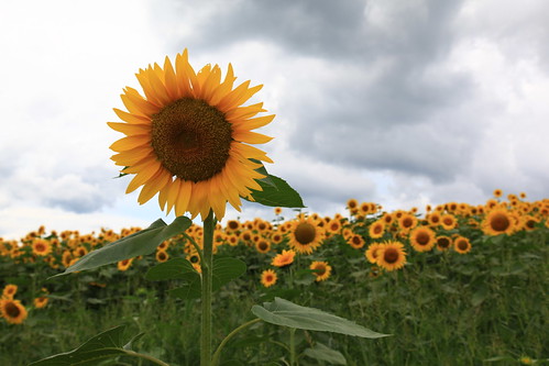 ジャージーランドのひまわり畑