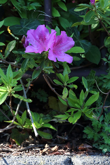 EOS 5D Mark III Sample