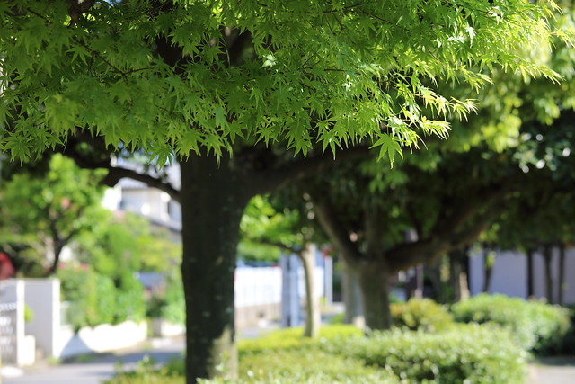 EOS 5D Mark III Sample