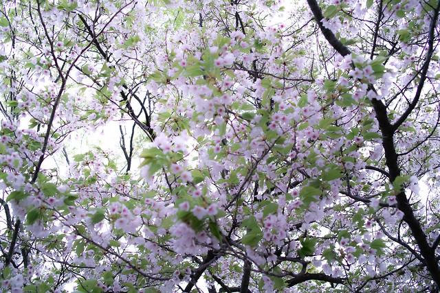 葉桜（ピンぼけ）