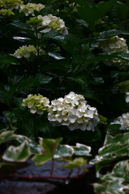 Canon PowerShot S100 Sample