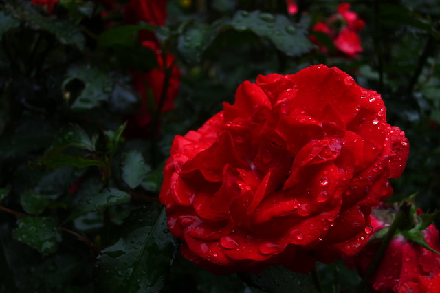 Canon PowerShot S100 Sample