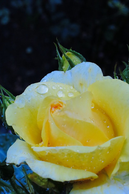 Canon PowerShot S100 Sample