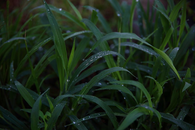 Tamron SP 24-70mm F2.8 Di VC USD (A007) Sample