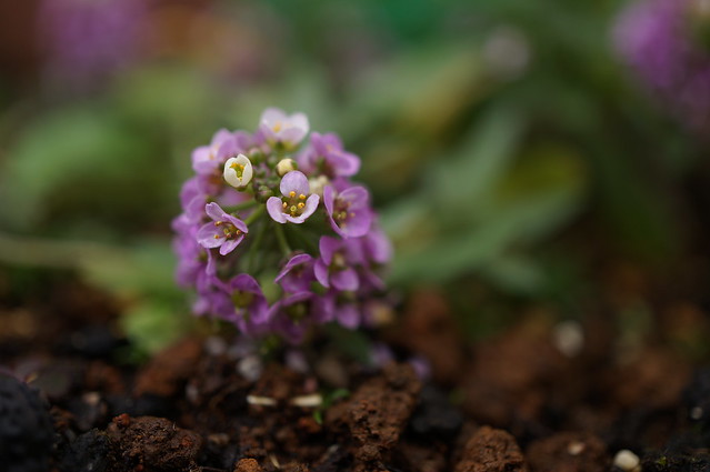 NEX-5R / E 30mm F3.5 Macro Sample