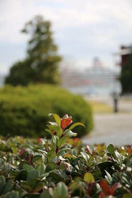 EF 24-70mm f/4L IS USM