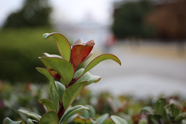 EF 24-70mm f/4L IS USM